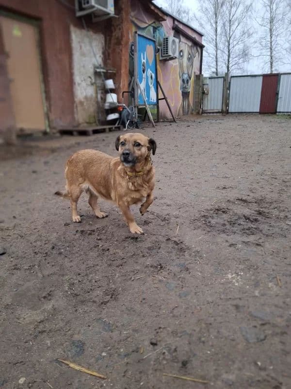 Leska