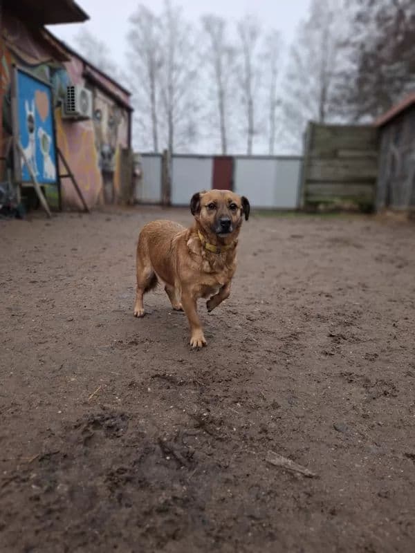 Leska