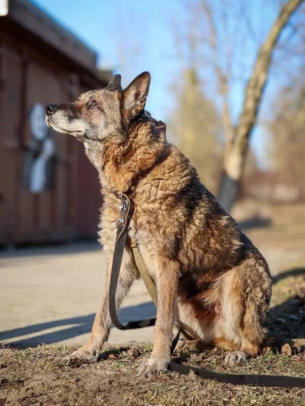 Satyra