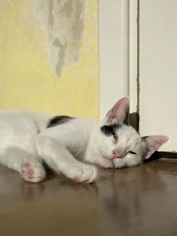 Kamiu