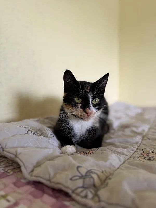 Rasytė