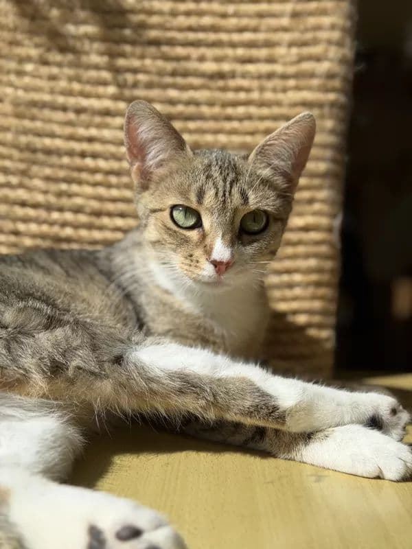 Pecilija