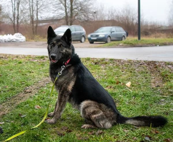 Troja
