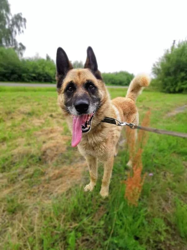 Dingo