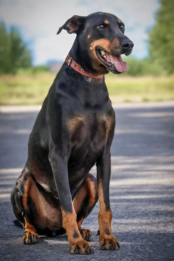 Pablo