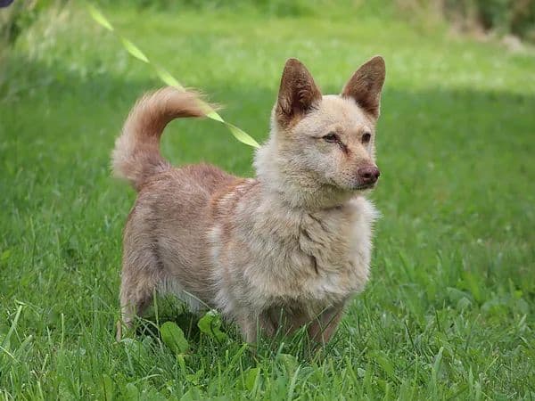 Rudukas