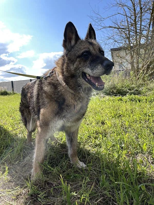 Satyra