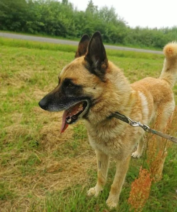 Dingo