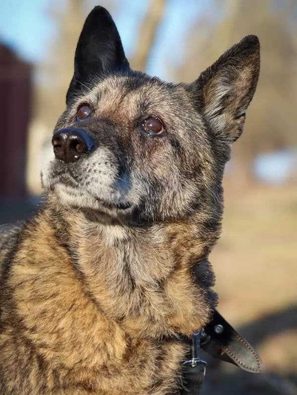 Satyra
