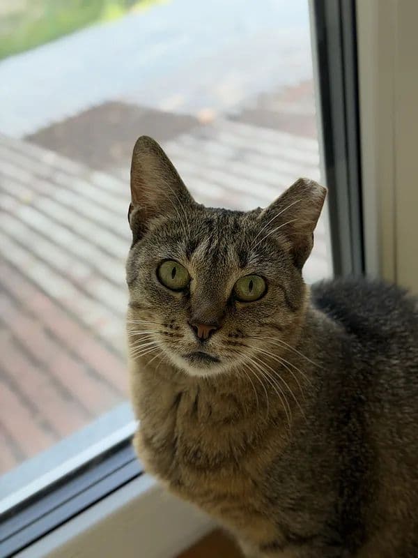 Reinė