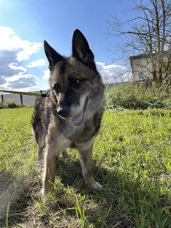 Satyra