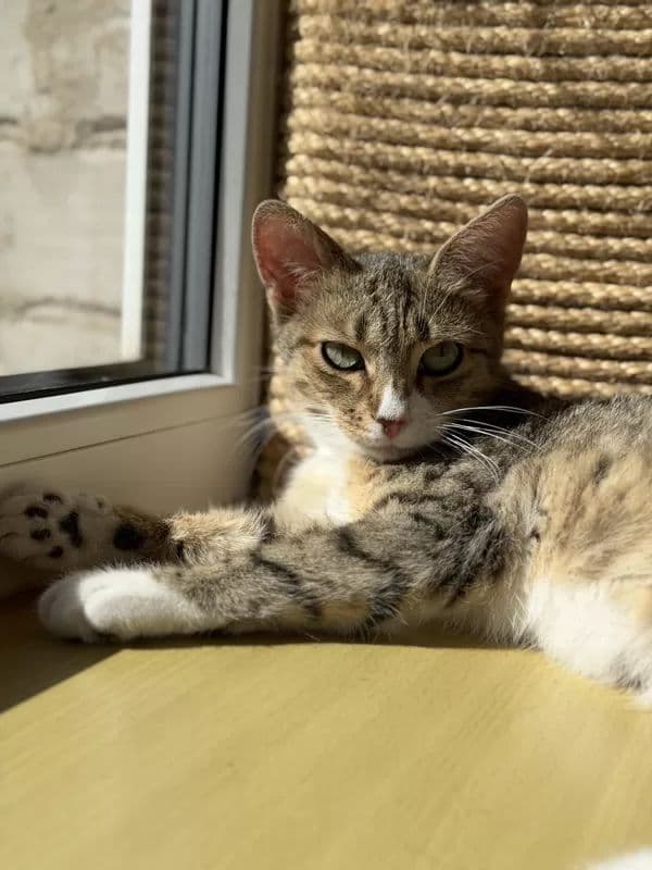 Pecilija