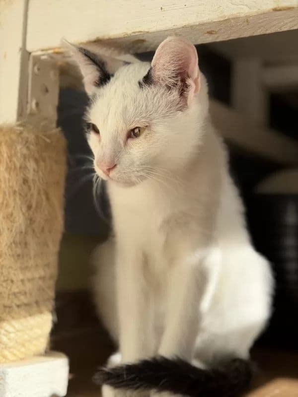 Kamiu