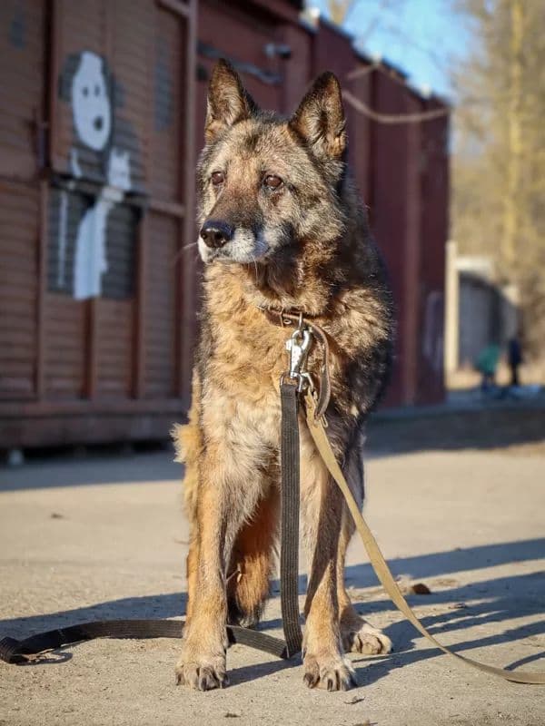 Satyra