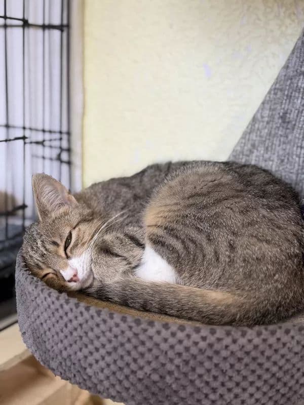 Pecilija