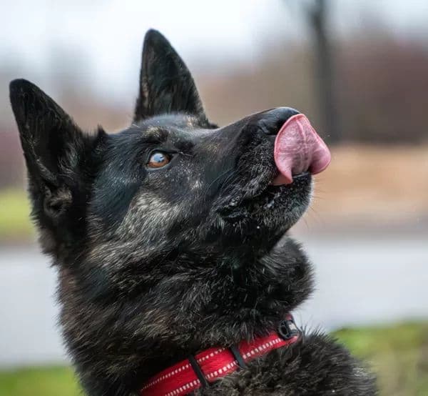Troja