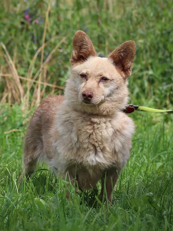 Rudukas