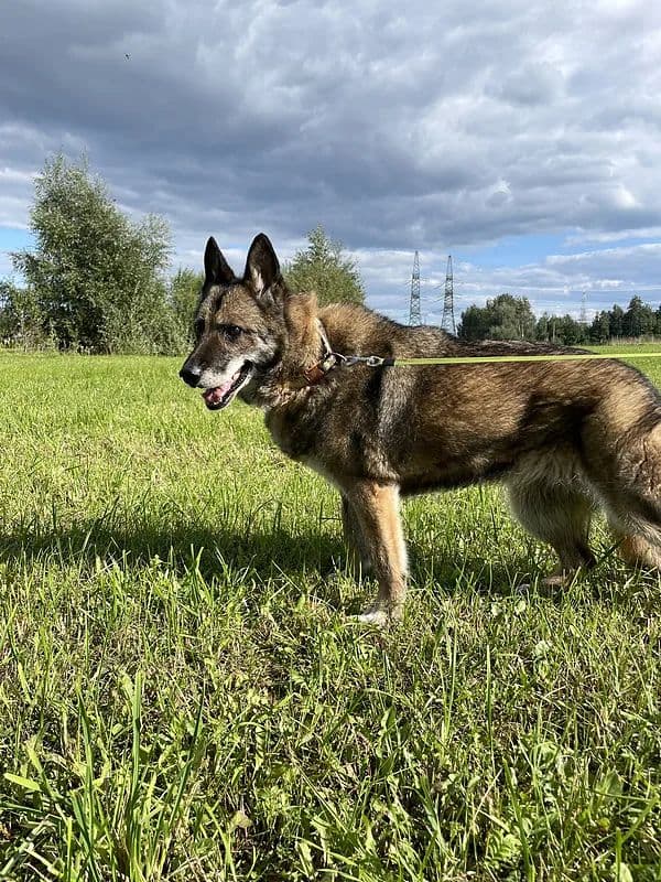 Satyra