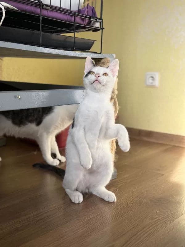 Alberto