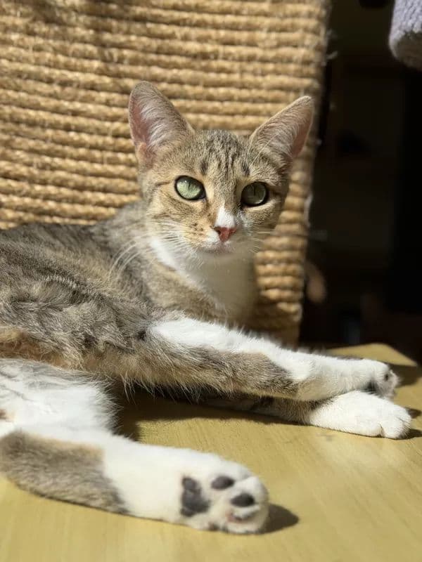 Pecilija