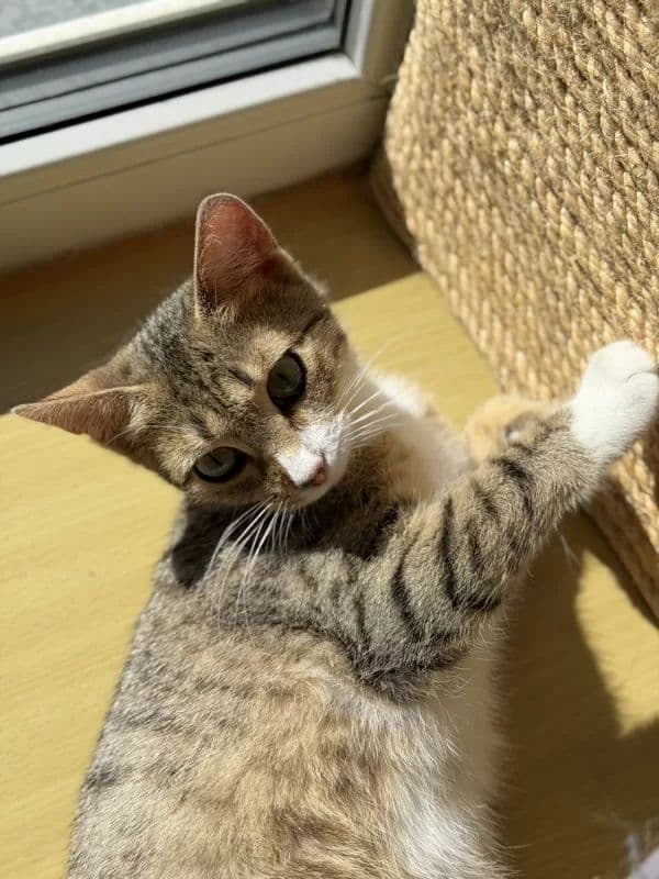 Pecilija