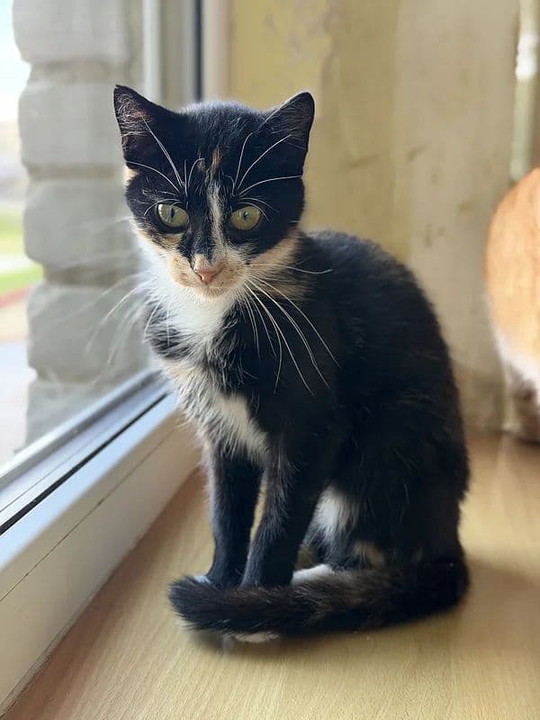 Rasytė