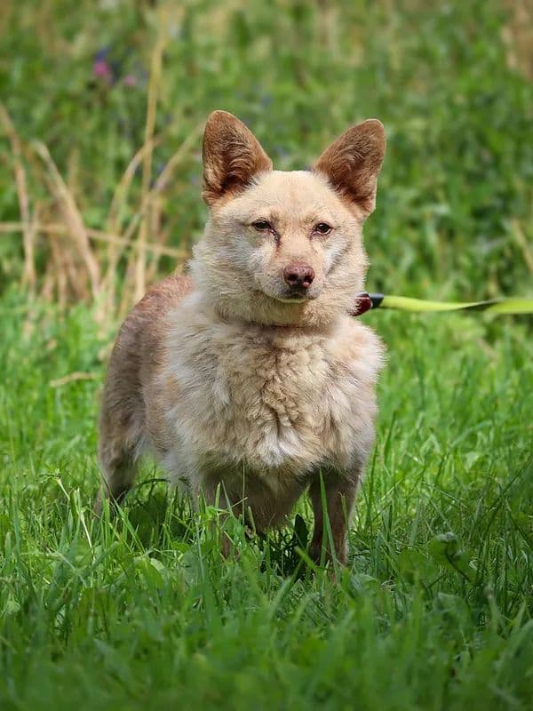 Rudukas