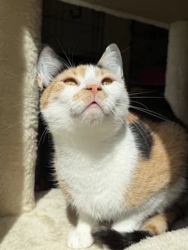 Asolė