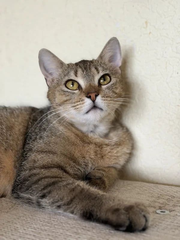 Leila