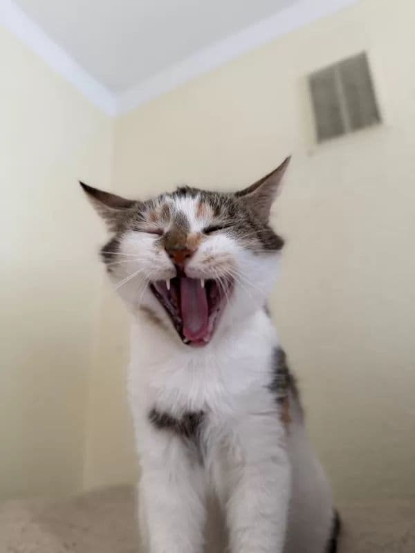 Skraistė