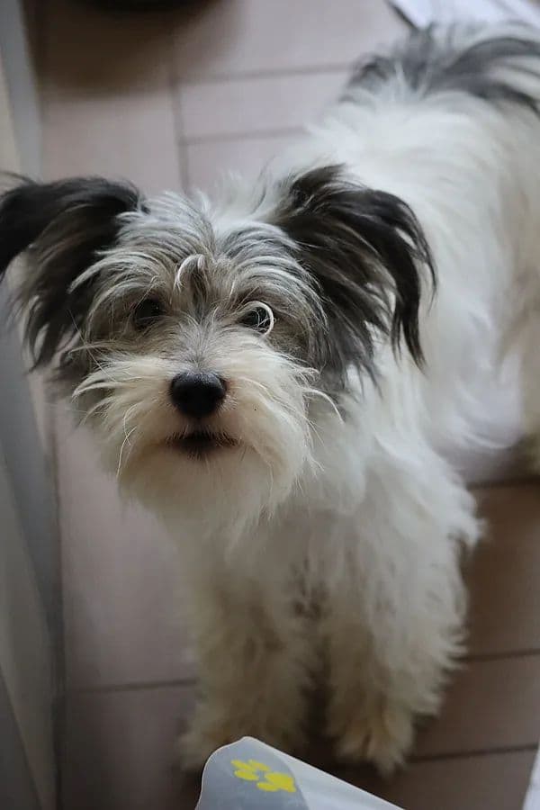 Soša