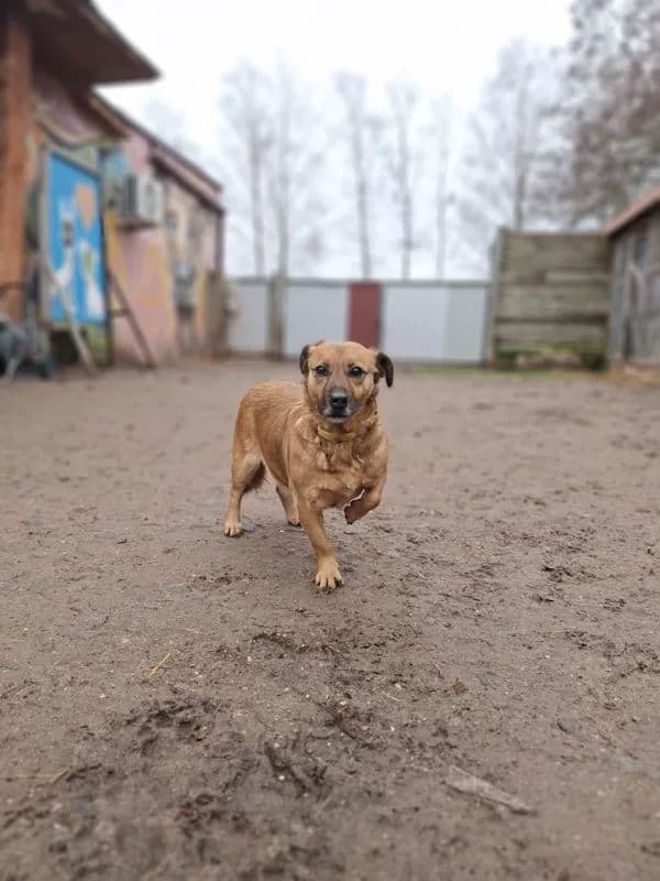 Leska