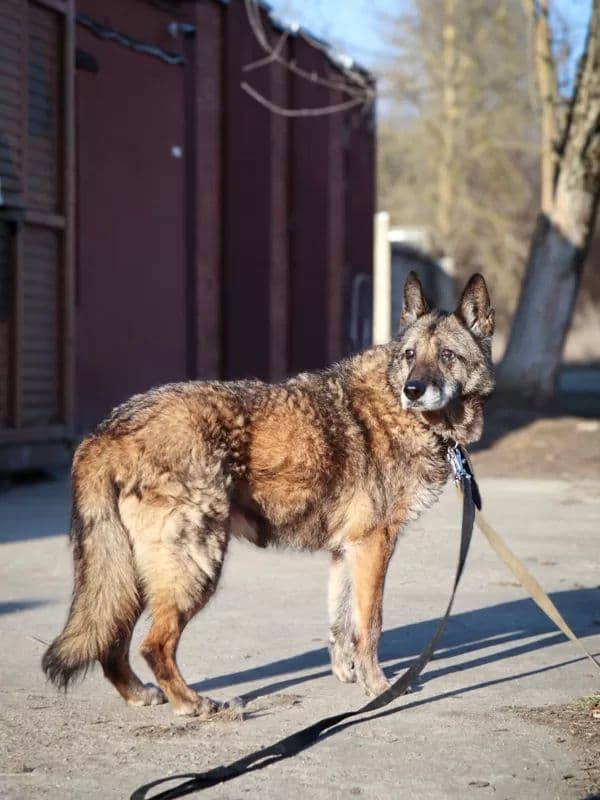 Satyra