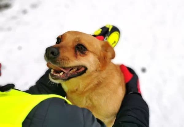 Šarlotė