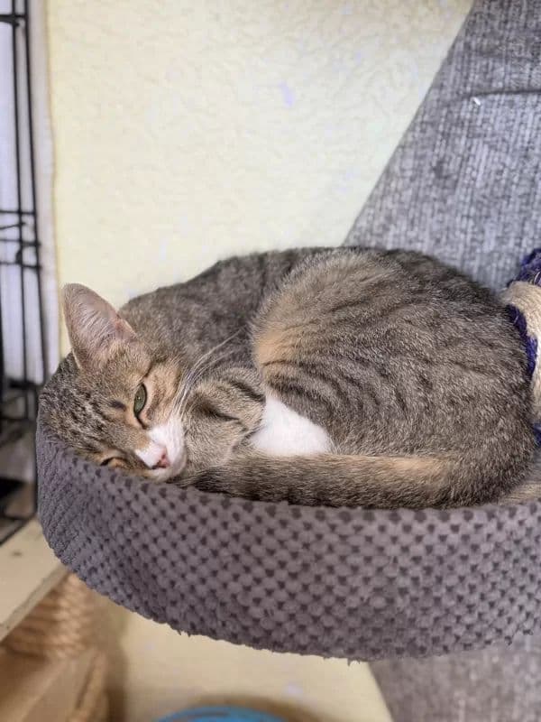 Pecilija