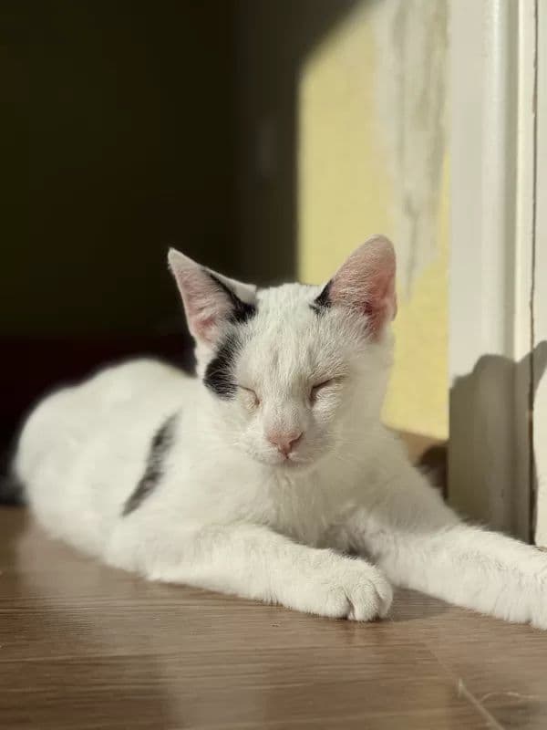 Kamiu