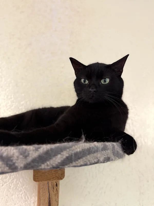 Naktelė