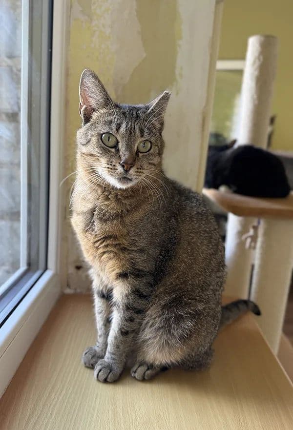 Reinė