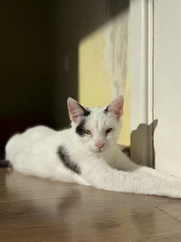 Kamiu