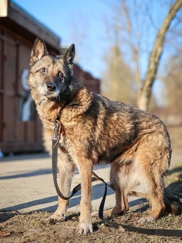 Satyra