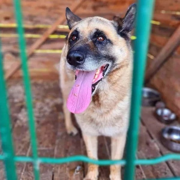 Dingo