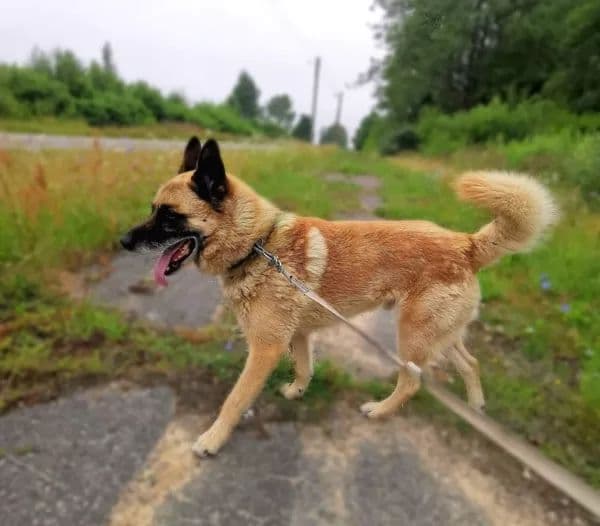 Dingo