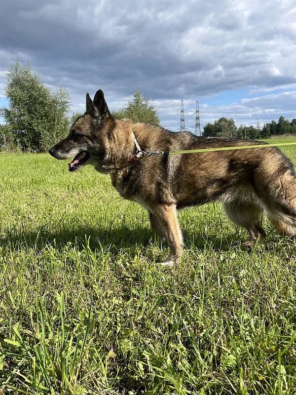 Satyra