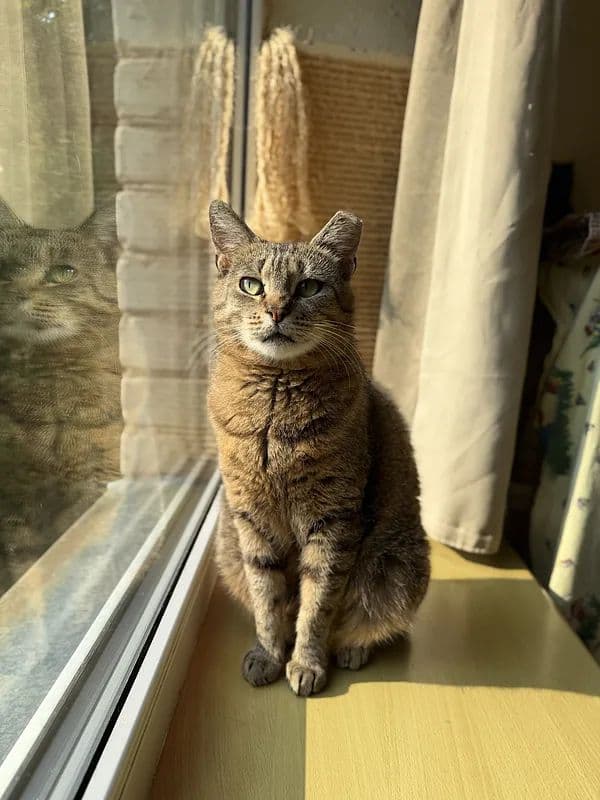 Reinė