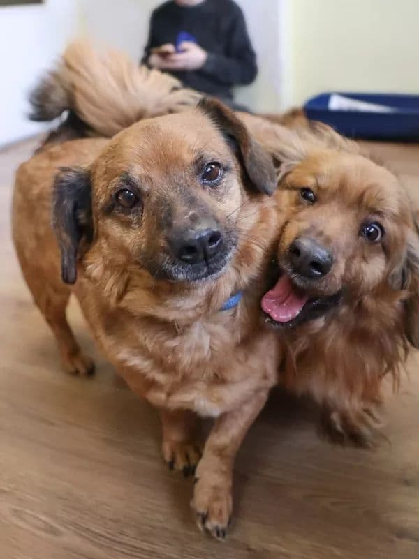 Nilas