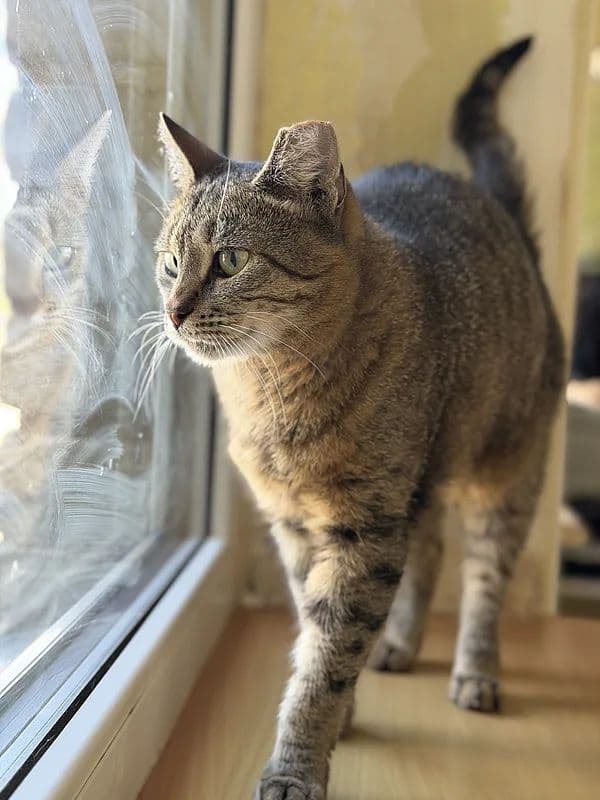 Reinė