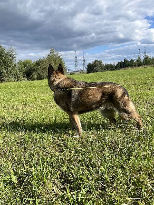 Satyra