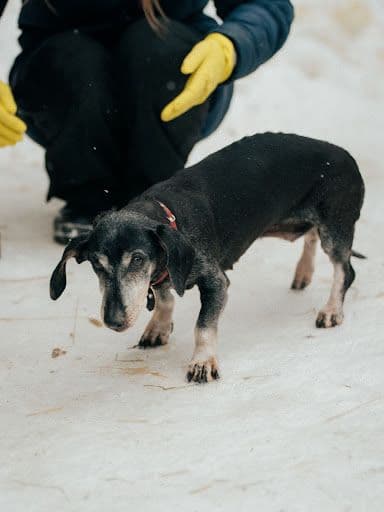 Dina