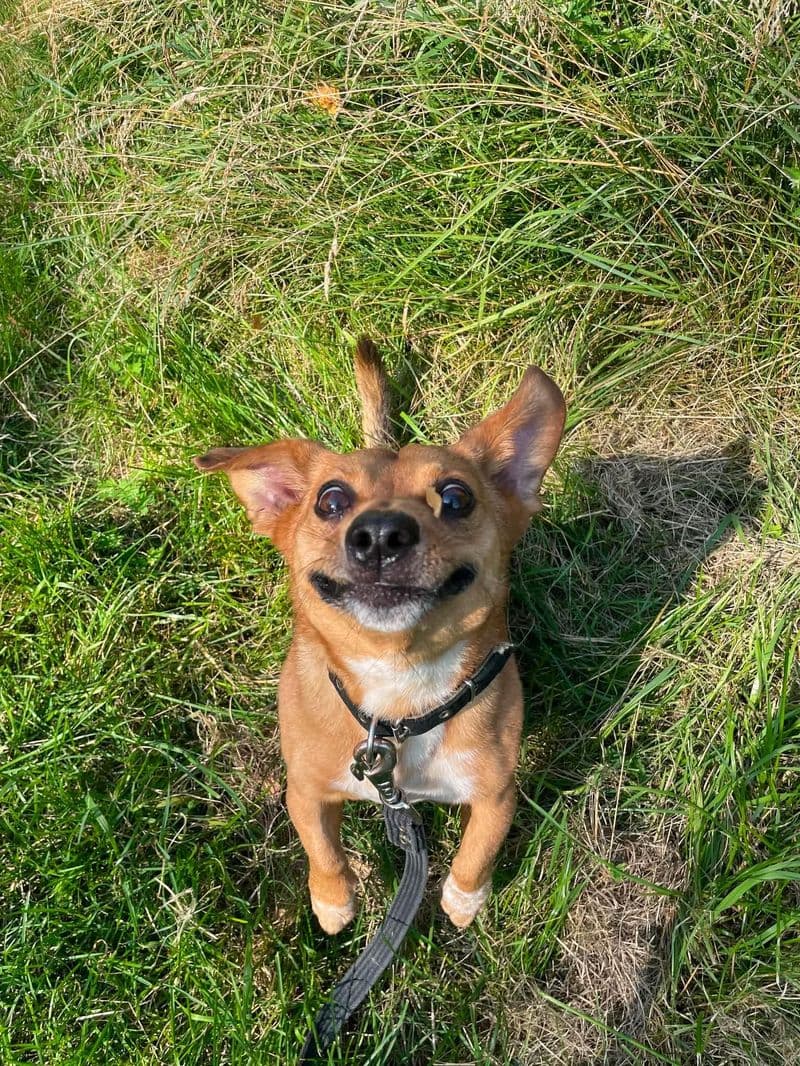 Maestro