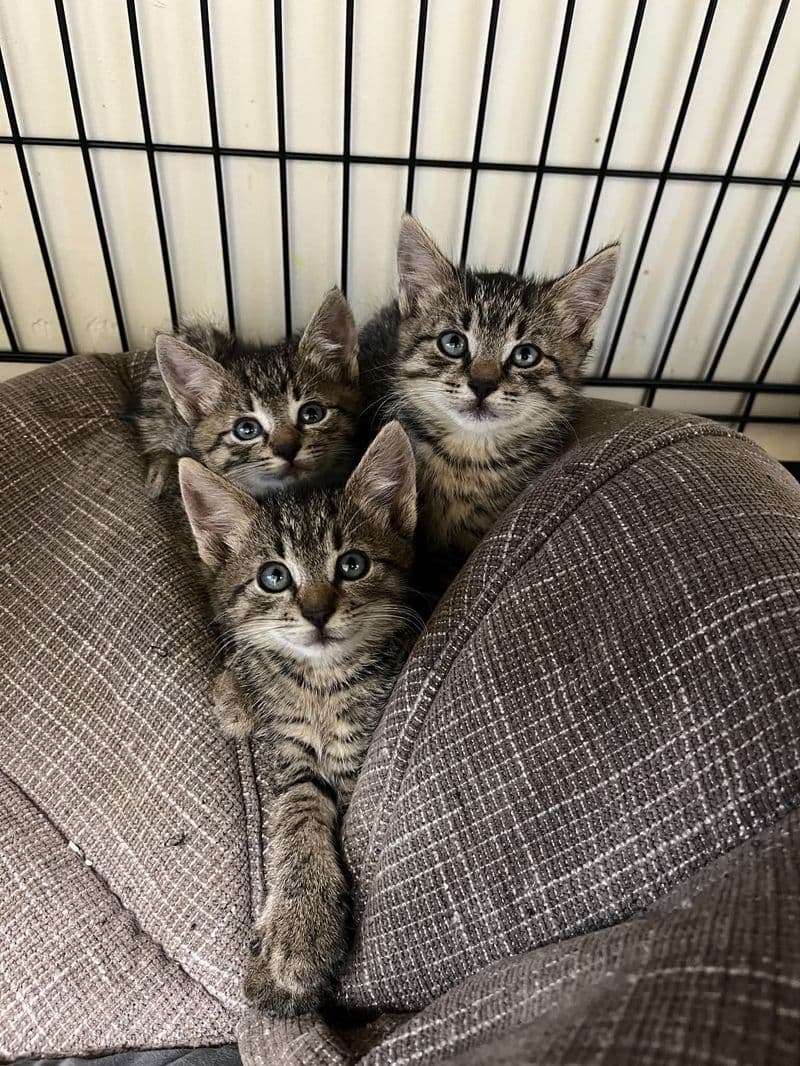 Aloyzas